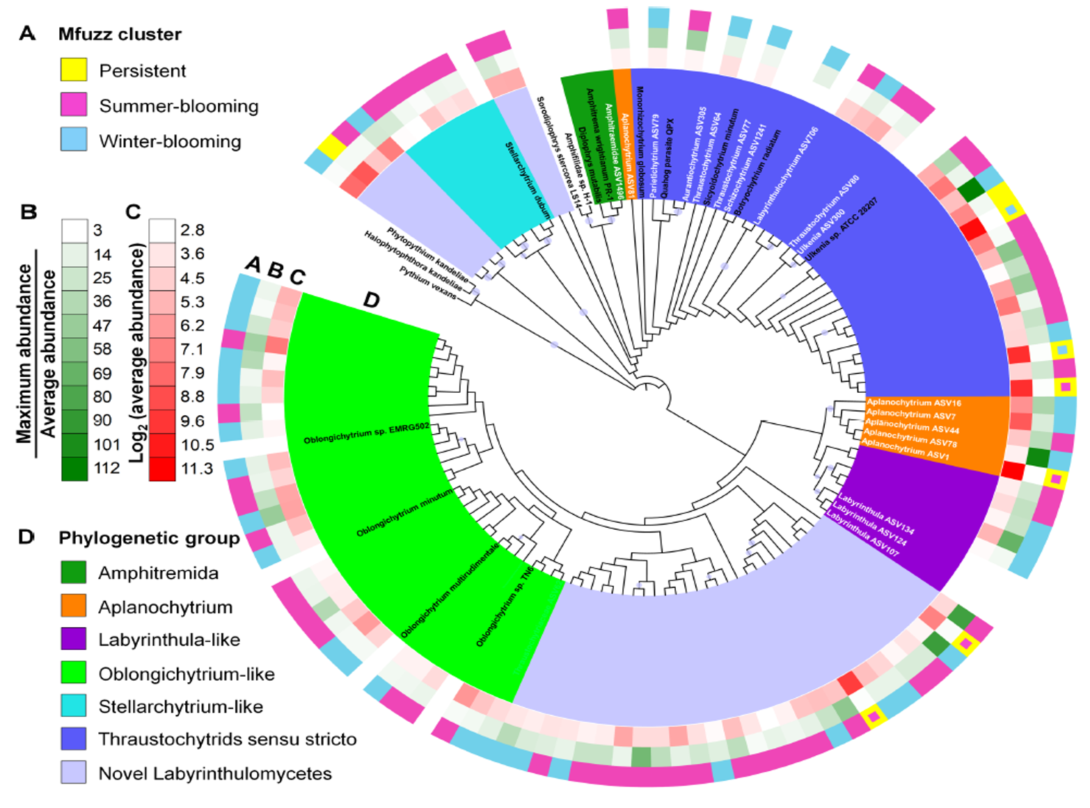 Labyrinthulidae PUBLICATION: Annual Partitioning Patterns of Labyrinthulomycetes Reveal ...